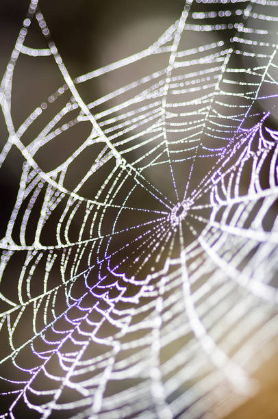 istock Spider web, trapping spider web. Macro photo of a spider web. 1124563738