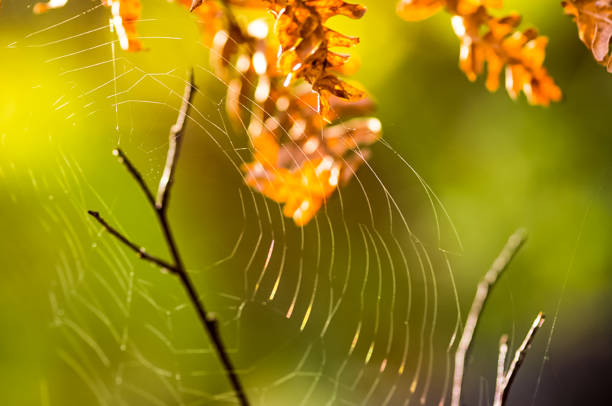 Macro photo of wildlife Spider web, trapping spider web. Macro photo of a spider web.