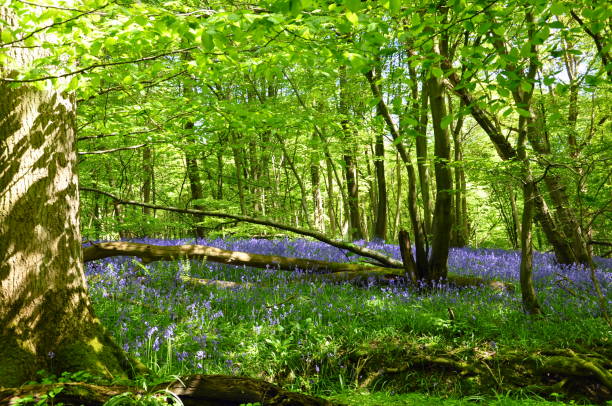 istock Bluebell woodland 1124567223