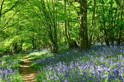 Summer sunlight filtering through the green foliage of a tranquil forest clearing to illuminate the wildflowers and bluebells in this idyllic woodland glade.