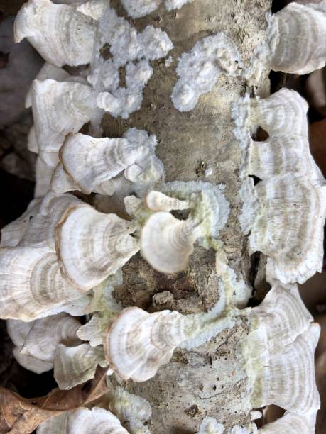 istock White Shelf Mushrooms Covering Fallen Tree Limb 1124567702