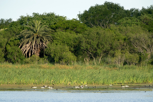 Cuello negro cisnes Constanera Sur reserva ecológica bosque Puerto Madero Buenos Aires Argentina photo