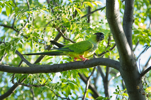 Con capucha negra nanday parakeet alimentación Constanera Sur ecológico reserva Buenos Aires Argentina photo