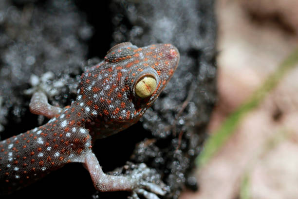 istock macro shot  of a Tokay Gecko (Gecko gecko). 1124569655