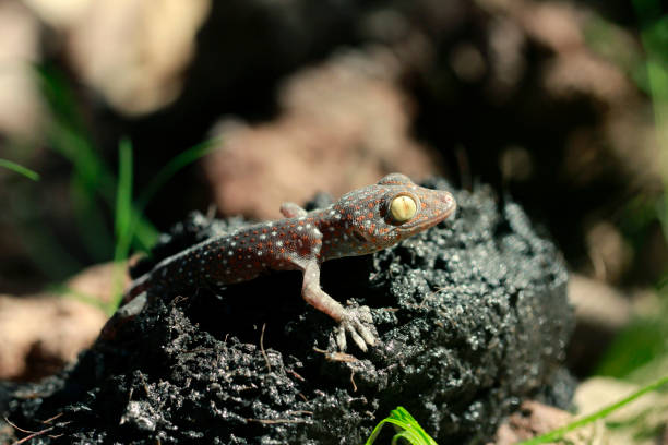 istock macro shot  of a Tokay Gecko (Gecko gecko). 1124569674