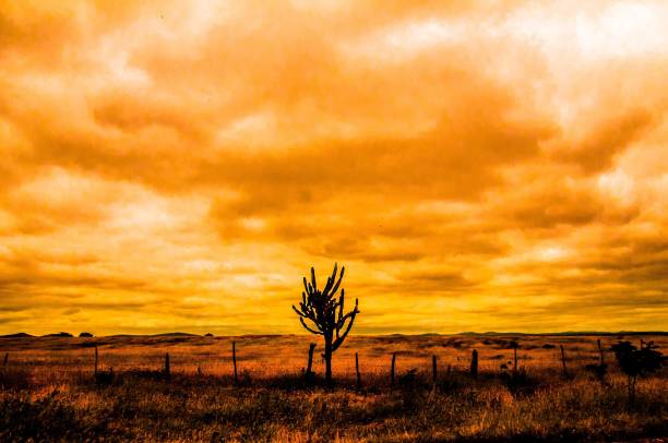 The alone mandacaru Mandacaru plant and clouds, Horizon Moody sky caatinga stock pictures, royalty-free photos & images