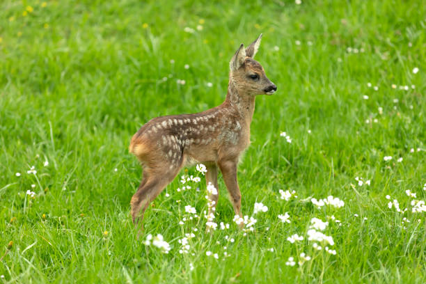 istock Beautiful Deer Fawn 1124572117