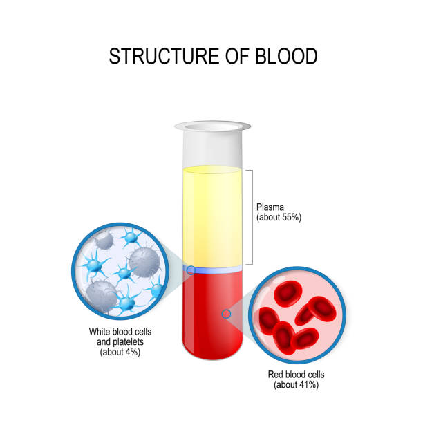 flask with blood components: red and white blood cells, plasma, and platelets. flask with blood components: red and white blood cells, plasma, and platelets. Composition of whole blood. Vector diagram for educational, biological, science and medical use blood plasma stock illustrations