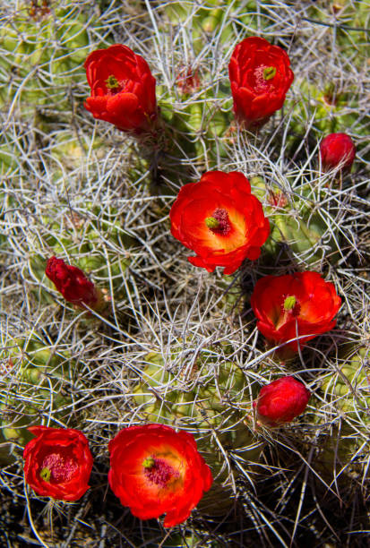 claret cup cactus blooming - cactus hedgehog cactus flower desert imagens e fotografias de stock