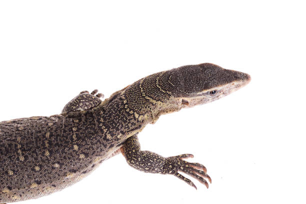 istock Nile monitor on isolated white background 1124574697