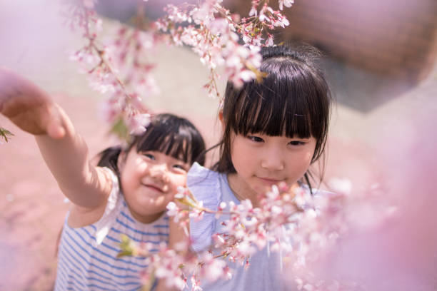 istock Little sisters looking closer to cherry blossoms 1124576675