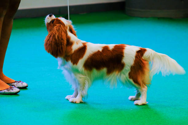 istock A King Charles Spaniel during a dog show 1124580585