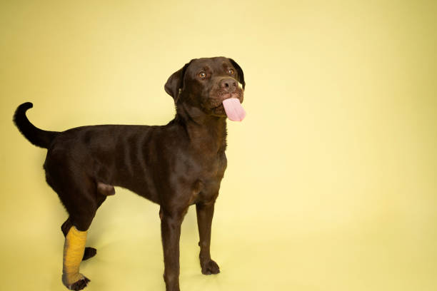 Portrait of “Max,” 3 year old, male, Chocolate Labrador Retriever.  He had orthopedic issues and received a cast after being hit by a car.  By using this photo, you are supporting the Amanda Foundation, a nonprofit organization that is dedicated to helping homeless animals find permanent loving homes.