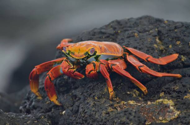 istock Sally Lightfoot crab on volcanic rock 1124580965