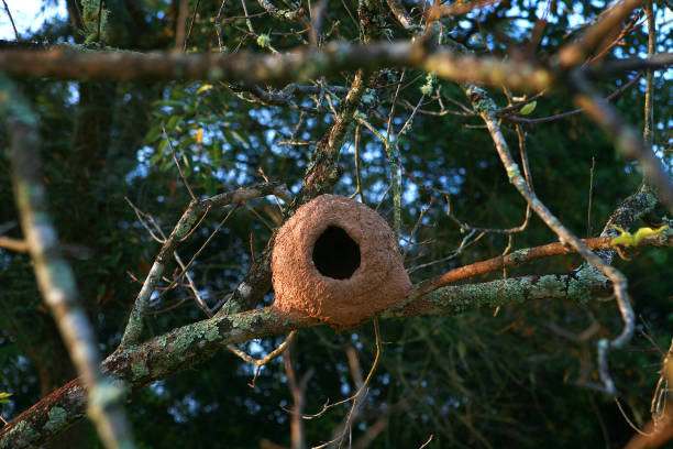 istock John of Clay House 1124583169