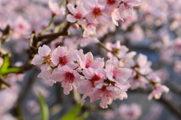 In full bloom in the peach blossom In full bloom in the peach blossom Nectarine stock pictures, royalty-free photos & images