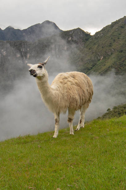 istock Llama at Machu Picchu in Peru South America 1124585633