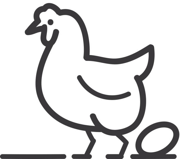 Farm and agriculture chicken with egg Flat Simple outline line art design Icon Vector illustration of a chicken with egg Farm and agriculture Flat Simple outline line art design Icon egg symbols stock illustrations