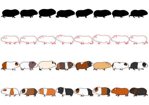 ilustrações, clipart, desenhos animados e ícones de porquinhos da índia em um conjunto de linha - porquinho da índia