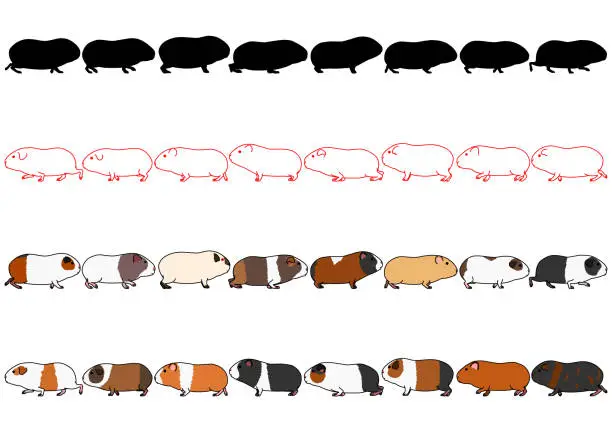 Vector illustration of Guinea pigs in a row set