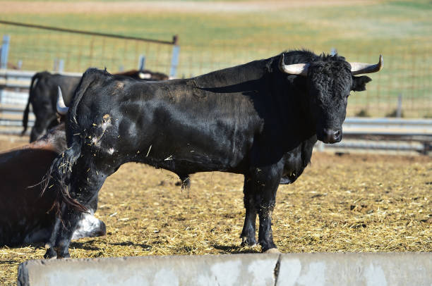 istock horns of bull 1124589421