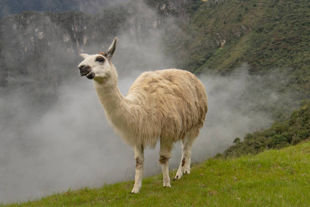 istock Llama at Machu Picchu in Peru South America 1124590806
