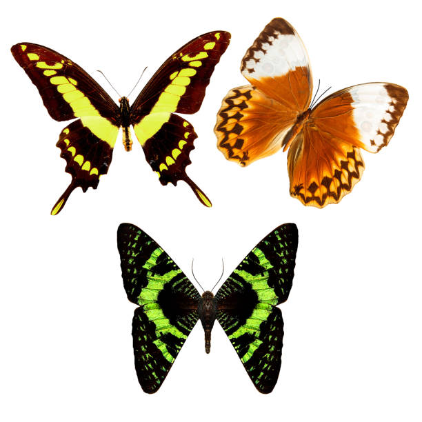 istock three multicolored tropical butterflies isolated on white background 1124592714