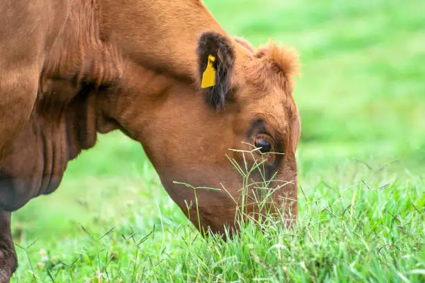 Red angus Cattle in pasture in Brazil
