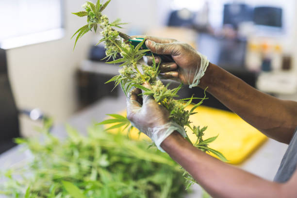 istock Cannabis plants being pruned in a grow facility 1124596189