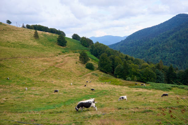 istock Cows grazing in mountain pasture 1124596560