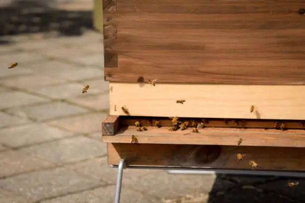 Wooden bee crate on Building rooftop