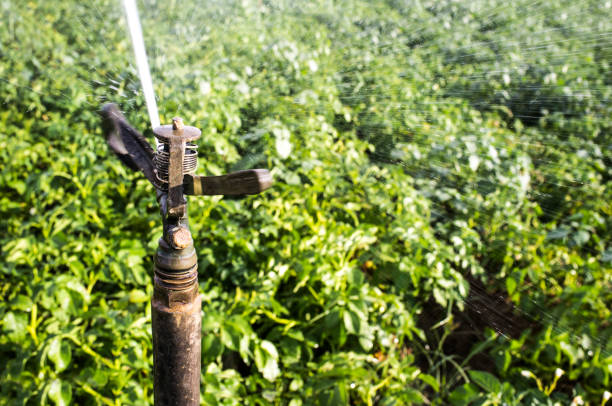 istock Full circle impact sprinkler at work over green field 1124602909