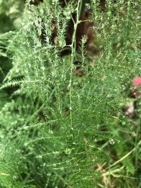 istock Closeup fern plant 1124604352