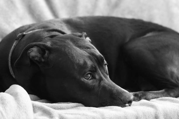 istock portrait of a black curl resting quietly on the couch 1124607319