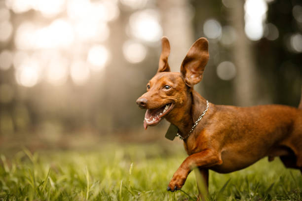 niedlichen hund laufen außerhalb - dachshund dog stock-fotos und bilder