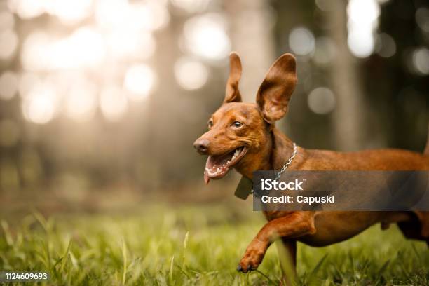 Cute Dog Running Outside Stock Photo - Download Image Now - Dog, Ear, Humor