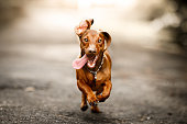 istock Cute dog running outside 1124609720