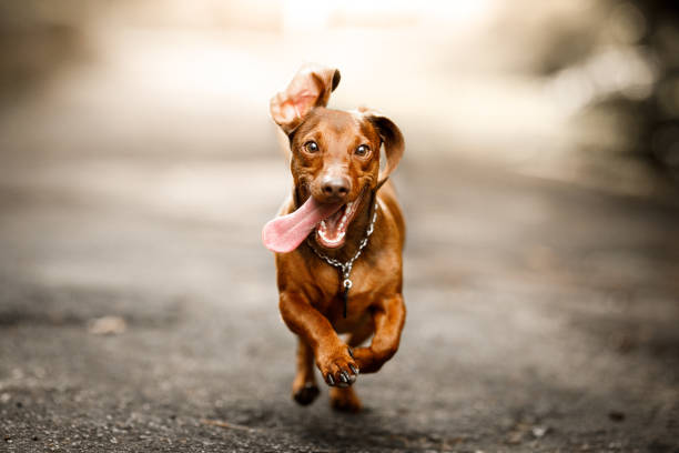 cute dog running outside - dog happiness playing pets imagens e fotografias de stock