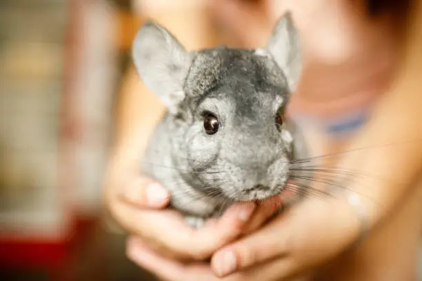 Chinchilla in the hands close up.