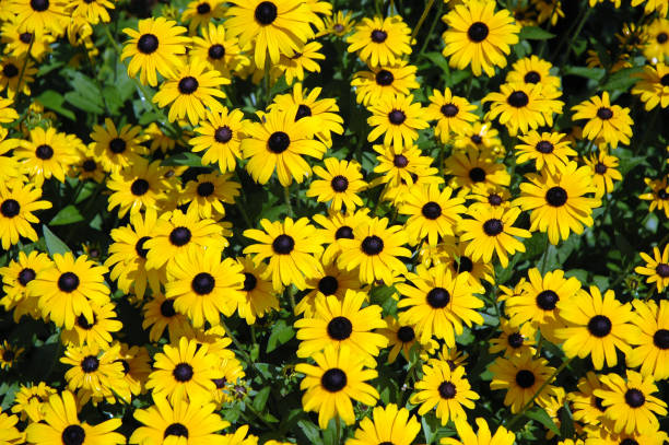 Bright yellow rudbeckia or Black Eyed Susan flowers in the garden stock photo