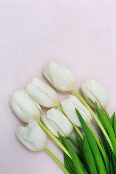 istock Fresh beautiful white tulips lying on a light cloth. Top view. Copy space. Free place for your text. Vertical format. Cut flowers. 1124612050