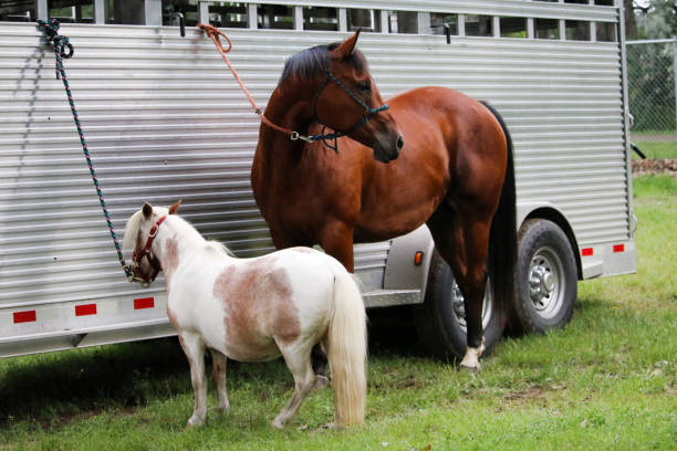 istock Miniature Horse and Quarter Horse 1124612085