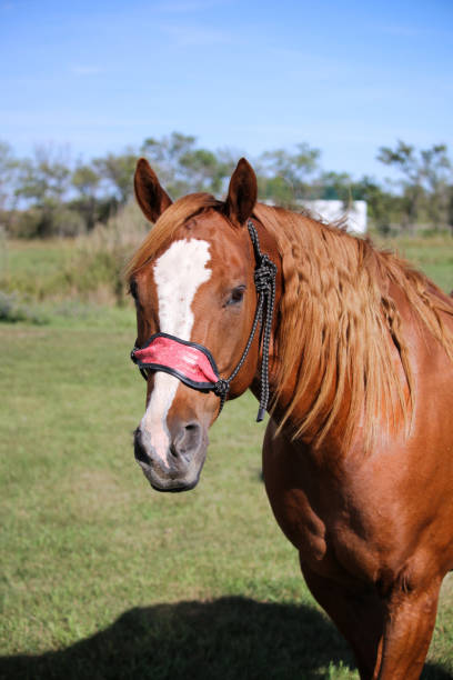 pionowy czerwony koń roan z perked uszy - ears perked zdjęcia i obrazy z banku zdjęć