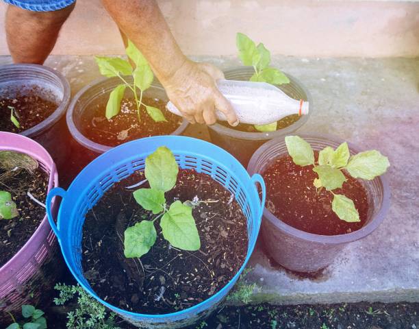 istock Man is putting fertilizer on plant in garden 1124613249