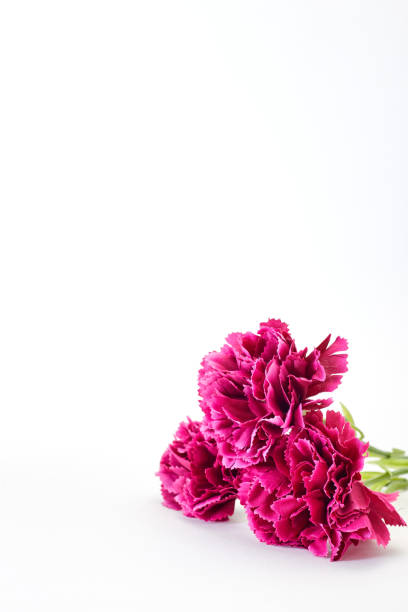 istock 8 March Women's day Flower Carnation Spring 1124615544
