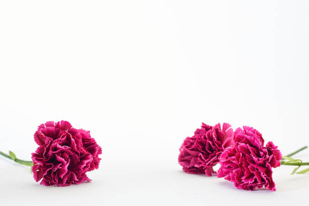 8 March Women's day Flower Carnation Spring On White Background, Empty space for design