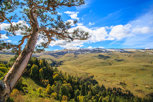 Lagonaki (Lagonak Highlands) - plateau in the Western Caucasus, at an altitude of 2200 meters