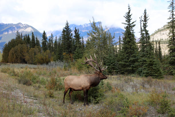 istock Elk in Jasper National Park 1124618128