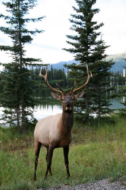 istock Elk in Jasper National Park 1124618166