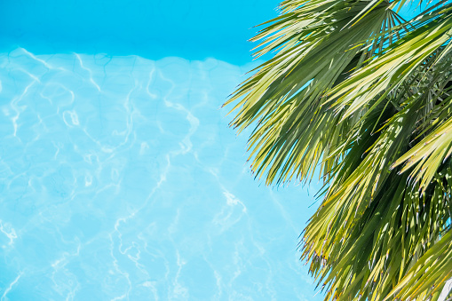 Palm tree branches on the tropical beach..palm leaves on blue water background.